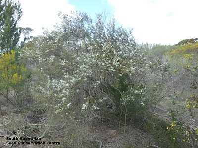 Leptospermum coriaceum plant